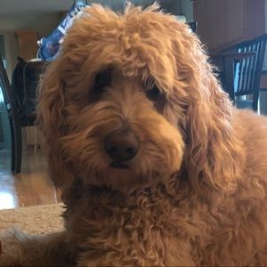 Meet your Posher, Maddie